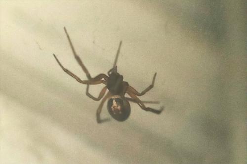 Steatoda nobilis