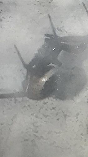 Steatoda nobilis