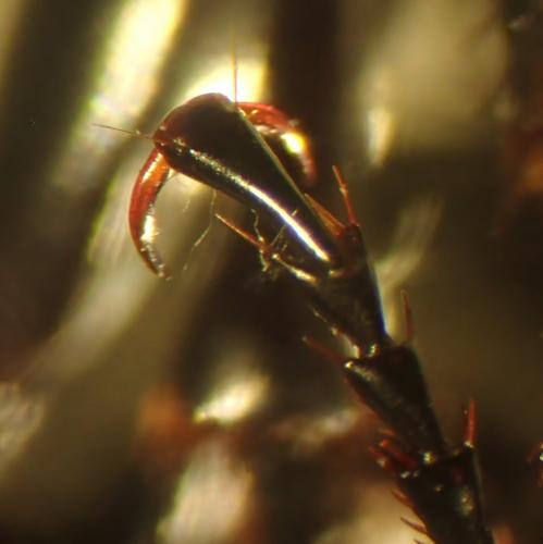 Pterostichus sp.
