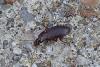 Platyderus depressus
