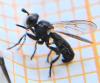 Thecophora cinerascens