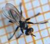 Thecophora cinerascens