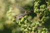 365386 – Photo : Pierre Duhem – France (73)