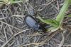 Pterostichus sp.
