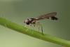 Baccha elongata