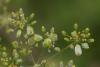 Kiefferia pericarpiicola