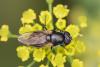 Cheilosia sp.