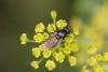 Cheilosia sp.