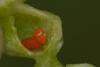 Kiefferia pericarpiicola