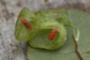 Kiefferia pericarpiicola