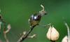 365222 – Photo : Numayta – France (68)
