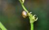 Cionus sp.