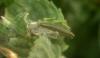 365486 – Photo : Numayta – France (68)