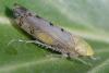 Synophropsis lauri