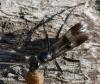 Dipogon sp.