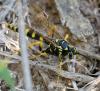 Banchus crefeldensis