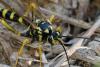 365369 – Photo : ANDRE LABETAA – France (66)