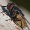 Musca larvipara