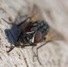 Musca larvipara