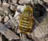 365638 – Photo : ANDRE LABETAA – France (66)