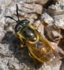 Callicera macquarti