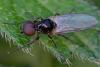 365601 – Photo : ANDRE LABETAA – France (66)