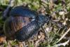 365676 – Photo : ANDRE LABETAA – France (66)