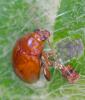 365647 – Photo : ANDRE LABETAA – France (66)