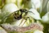 365077 – Photo : Bernard Saquet – France (12)