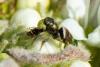 365078 – Photo : Bernard Saquet – France (12)