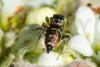 365079 – Photo : Bernard Saquet – France (12)