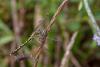 365438 – Photo : Lionel Casset – Madagascar