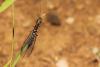 365060 – Photo : Simon Thevenin – France (20)