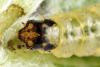 Anania hortulata