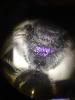 Lasioglossum bimaculatum