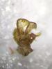 Lasioglossum bimaculatum