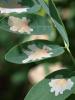 365003 – Photo : Mathurin CARNET – France (71)