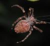 365435 – Photo : Bernard Perthuis – Guyane française