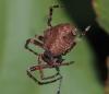 365436 – Photo : Bernard Perthuis – Guyane française