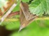 365759 – Photo : Sandor31 – France (31)