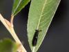 365053 – Photo : Cédric Mondy – France (94)