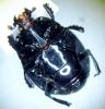 365804 – Photo : M. Bellifa – Guyane française
