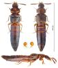 Euryusa castanoptera