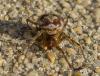 365456 – Photo : lguez – France (91)