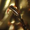 Pterostichus sp.