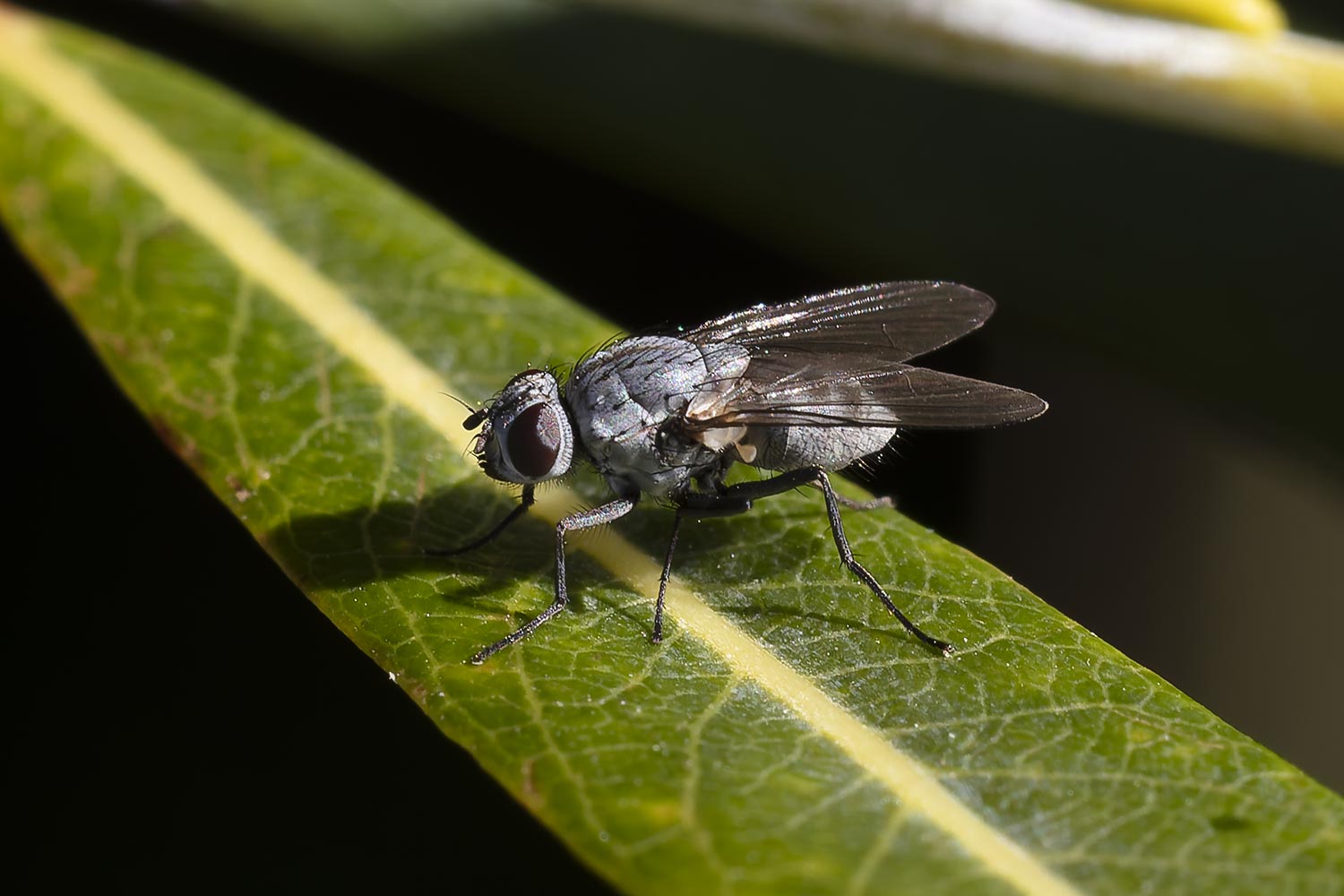 Pierre Duhem - Limnophora sp. - réf. 365011 (1500 x 1000 pixels, 127 ko)
