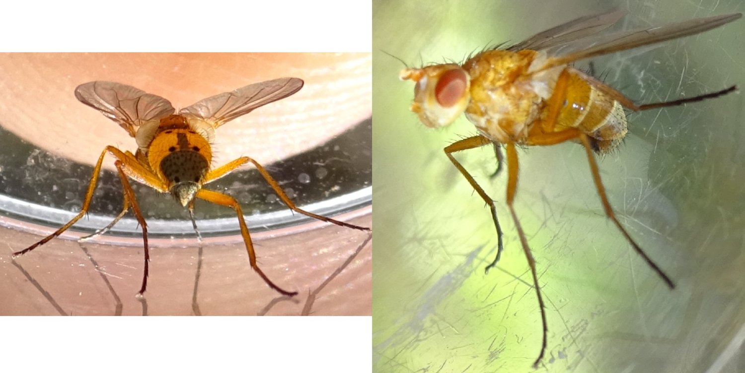 MOLINIER Cédric - Pandelleia otiorrhynchi - réf. 365113 (1500 x 752 pixels, 146 ko)