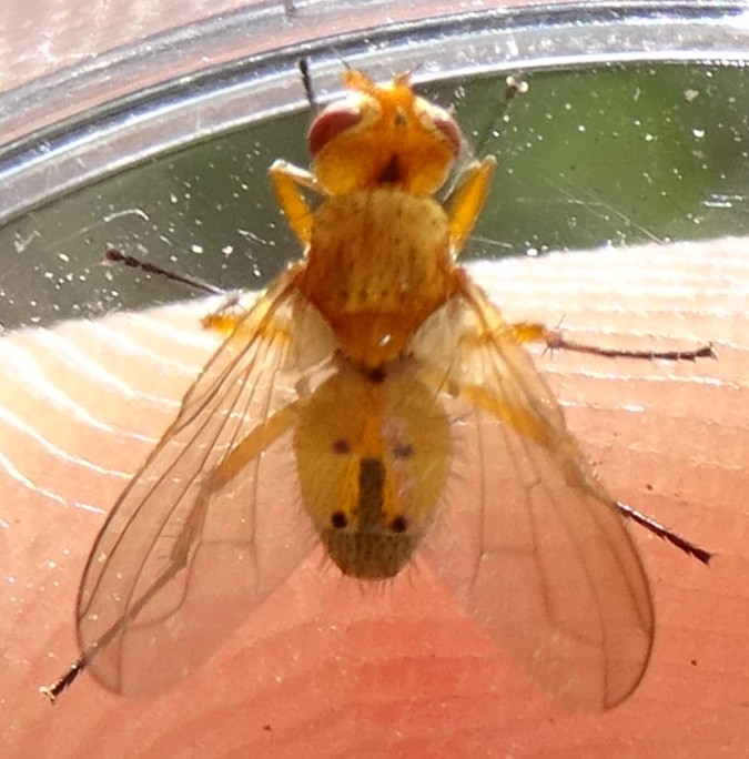 MOLINIER Cédric - Pandelleia otiorrhynchi - réf. 365090 (675 x 684 pixels, 101 ko)