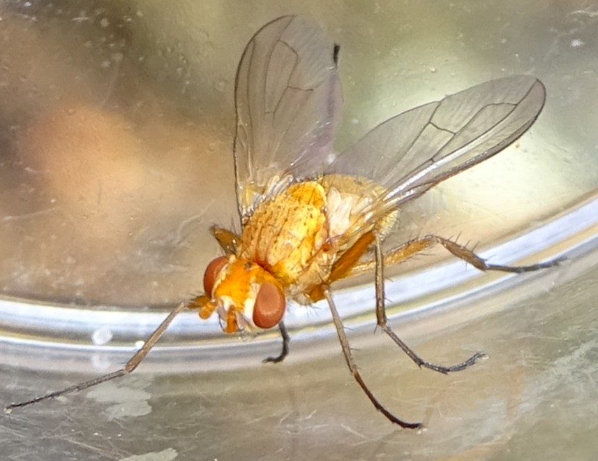 MOLINIER Cédric - Pandelleia otiorrhynchi - réf. 365091 (857 x 660 pixels, 110 ko)