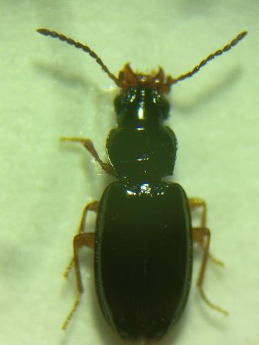 Tachyura parvula